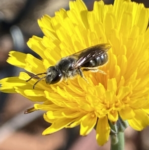 Lasioglossum (Chilalictus) lanarium at Gungaderra Grasslands - 17 Nov 2023