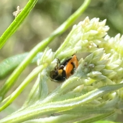 Coccinella transversalis (Transverse Ladybird) at Rendezvous Creek, ACT - 17 Nov 2023 by Jubeyjubes