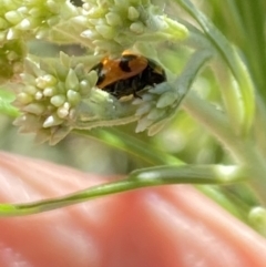 Coccinella transversalis at Namadgi National Park - 17 Nov 2023