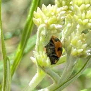 Coccinella transversalis at Namadgi National Park - 17 Nov 2023