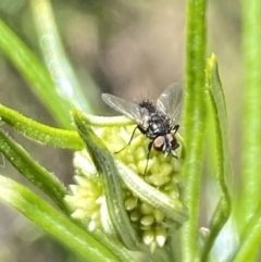 Unverified True fly (Diptera) at Rendezvous Creek, ACT - 17 Nov 2023 by Jubeyjubes
