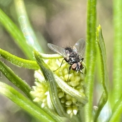 Unidentified True fly (Diptera) at Rendezvous Creek, ACT - 17 Nov 2023 by Jubeyjubes