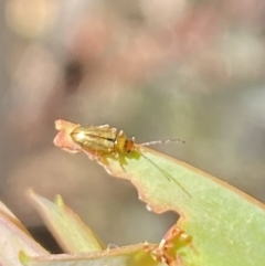 Galerucini sp. (tribe) at Rendezvous Creek, ACT - 17 Nov 2023 by Jubeyjubes