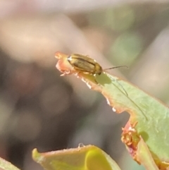 Galerucini sp. (tribe) at Namadgi National Park - 17 Nov 2023