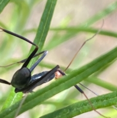 Formicidae (family) (Unidentified ant) at Rendezvous Creek, ACT - 17 Nov 2023 by Jubeyjubes