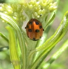 Hippodamia variegata (Spotted Amber Ladybird) at Rendezvous Creek, ACT - 17 Nov 2023 by Jubeyjubes