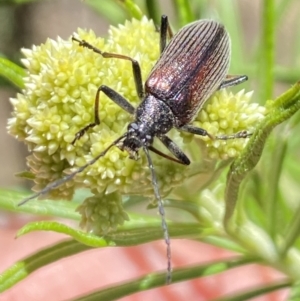 Homotrysis cisteloides at Namadgi National Park - 17 Nov 2023