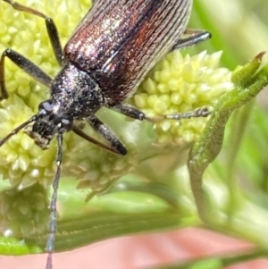 Homotrysis cisteloides at Namadgi National Park - 17 Nov 2023