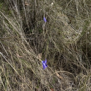 Wahlenbergia stricta subsp. stricta at Namadgi National Park - 17 Nov 2023 11:50 AM