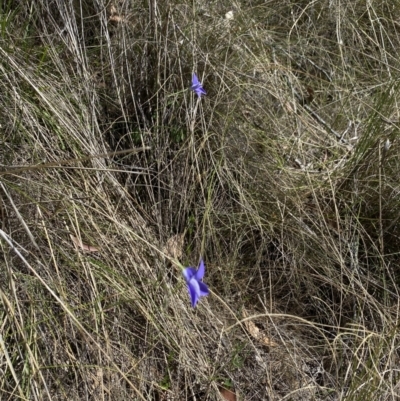 Wahlenbergia stricta subsp. stricta (Tall Bluebell) at Rendezvous Creek, ACT - 17 Nov 2023 by Jubeyjubes