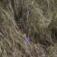 Wahlenbergia stricta subsp. stricta (Tall Bluebell) at Namadgi National Park - 17 Nov 2023 by Jubeyjubes