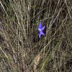 Wahlenbergia stricta subsp. stricta at Namadgi National Park - 17 Nov 2023 11:50 AM