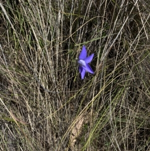 Wahlenbergia stricta subsp. stricta at Namadgi National Park - 17 Nov 2023 11:50 AM