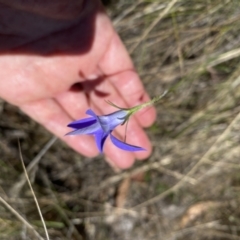 Wahlenbergia stricta subsp. stricta at Namadgi National Park - 17 Nov 2023 11:50 AM