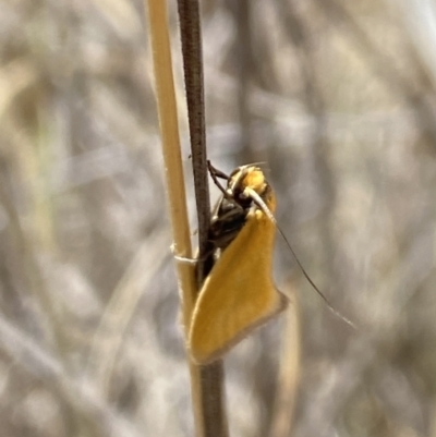 Parergophela melirrhoa (A concealer moth) at Rendezvous Creek, ACT - 17 Nov 2023 by Jubeyjubes