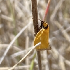 Parergophela melirrhoa at Namadgi National Park - 17 Nov 2023