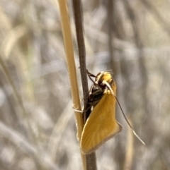 Parergophela melirrhoa at Namadgi National Park - 17 Nov 2023