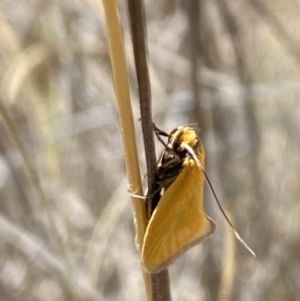 Parergophela melirrhoa at Namadgi National Park - 17 Nov 2023