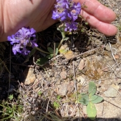 Ajuga australis (Austral Bugle) at Namadgi National Park - 17 Nov 2023 by Jubeyjubes