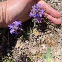 Ajuga australis at Namadgi National Park - 17 Nov 2023 12:16 PM