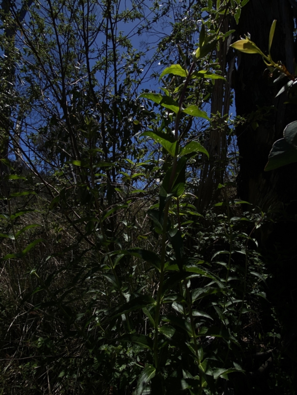 Veronica derwentiana subsp. maideniana at Namadgi National Park - 17 Nov 2023