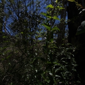 Veronica derwentiana subsp. maideniana at Namadgi National Park - 17 Nov 2023