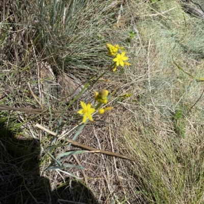 Bulbine glauca (Rock Lily) at Rendezvous Creek, ACT - 17 Nov 2023 by Jubeyjubes