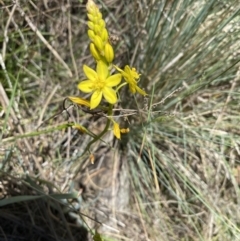 Bulbine glauca at Namadgi National Park - 17 Nov 2023