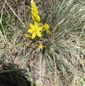 Bulbine glauca at Namadgi National Park - 17 Nov 2023