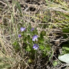 Veronica calycina (Hairy Speedwell) at Namadgi National Park - 17 Nov 2023 by Jubeyjubes