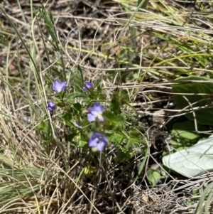 Veronica calycina at Namadgi National Park - 17 Nov 2023 01:23 PM