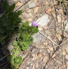 Zizina otis (Common Grass-Blue) at Rendezvous Creek, ACT - 17 Nov 2023 by Jubeyjubes