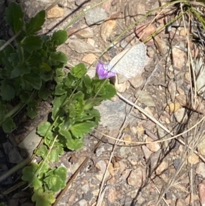 Zizina otis at Namadgi National Park - 17 Nov 2023 01:31 PM