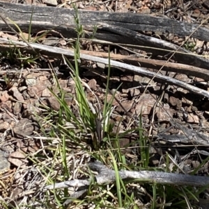 Cirphula pyrrhocnemis at Namadgi National Park - 17 Nov 2023 01:46 PM