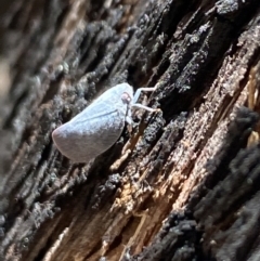 Anzora unicolor (Grey Planthopper) at Rendezvous Creek, ACT - 17 Nov 2023 by Jubeyjubes