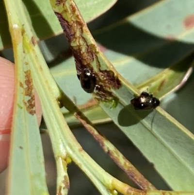 Alticini (tribe) (Unidentified flea beetle) at Rendezvous Creek, ACT - 17 Nov 2023 by Jubeyjubes