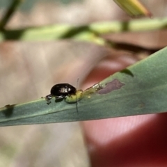 Alticini (tribe) at Namadgi National Park - 17 Nov 2023