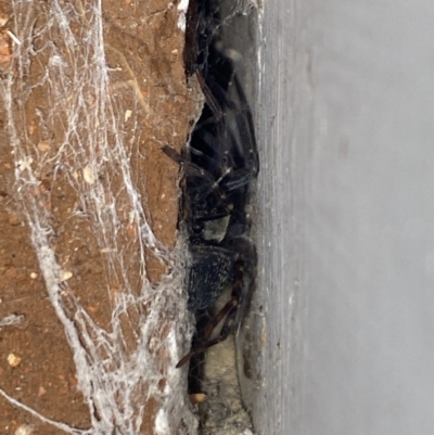 Badumna (genus) (Lattice-web spider) at Aranda, ACT - 10 Nov 2023 by Jubeyjubes