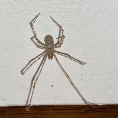 Cryptachaea gigantipes (White porch spider) at Aranda, ACT - 10 Nov 2023 by Jubeyjubes