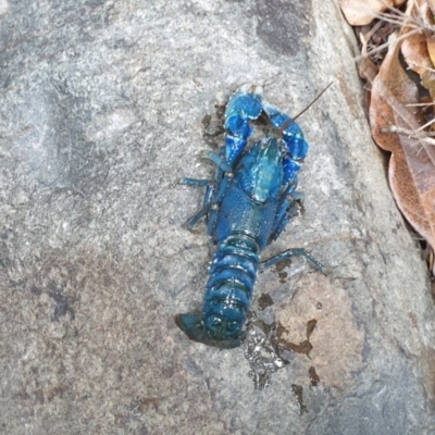 Unidentified Freshwater Crayfish at O'Reilly, QLD - 8 Nov 2023 by Rixon