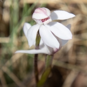 Caladenia alpina at Namadgi National Park - 15 Nov 2023