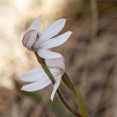 Caladenia alpina at Namadgi National Park - 15 Nov 2023