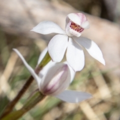 Caladenia alpina at Namadgi National Park - 15 Nov 2023