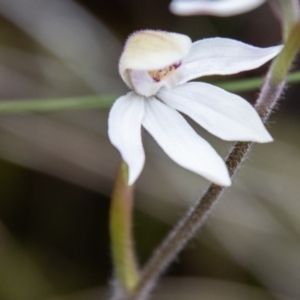 Caladenia alpina at Namadgi National Park - suppressed