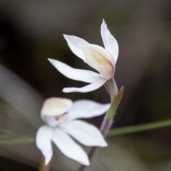 Caladenia alpina at Namadgi National Park - 15 Nov 2023