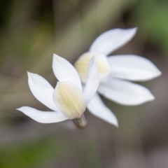 Caladenia alpina at Namadgi National Park - suppressed