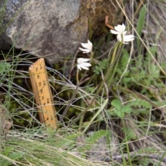 Caladenia alpina at Namadgi National Park - suppressed