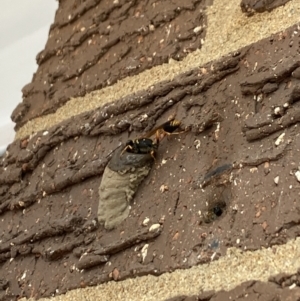 Sceliphron formosum at Aranda, ACT - 17 Nov 2023 05:54 PM