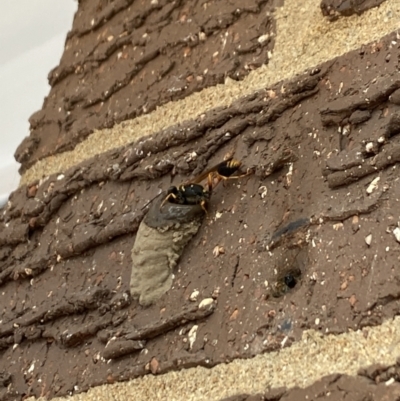 Sceliphron formosum (Formosum mud-dauber) at Aranda, ACT - 17 Nov 2023 by Jubeyjubes