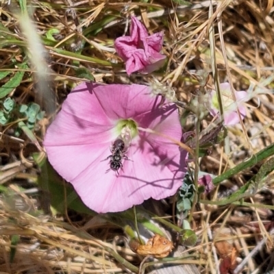 Lasioglossum (Chilalictus) sp. (genus & subgenus) (Halictid bee) at Harrison, ACT - 15 Nov 2023 by JenniM